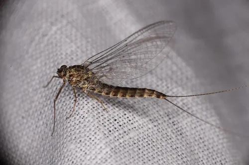 Siphlonurus columbianus - photo 2