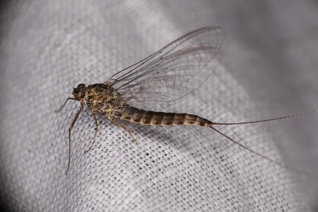 Siphlonurus columbianus - photo 3
