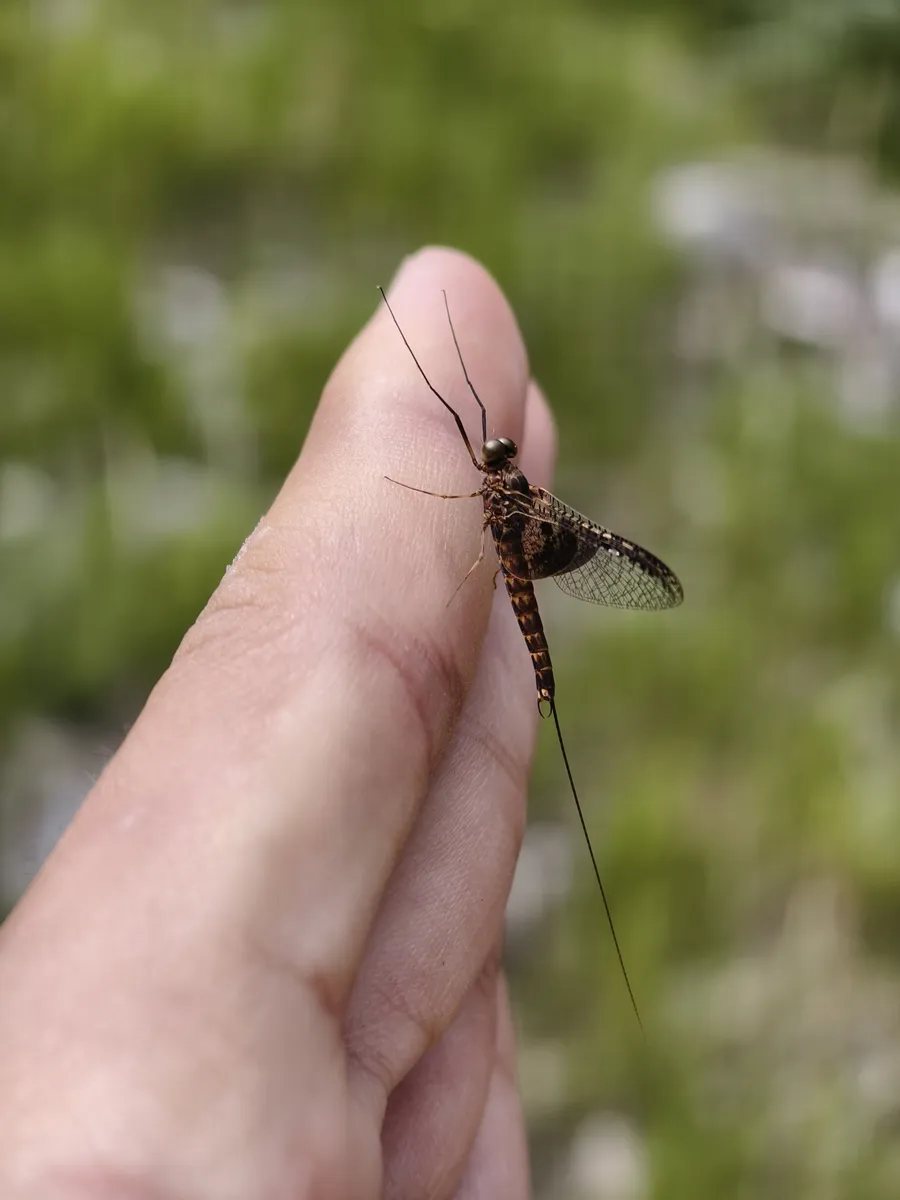 Siphlonurus davidi - photo 2