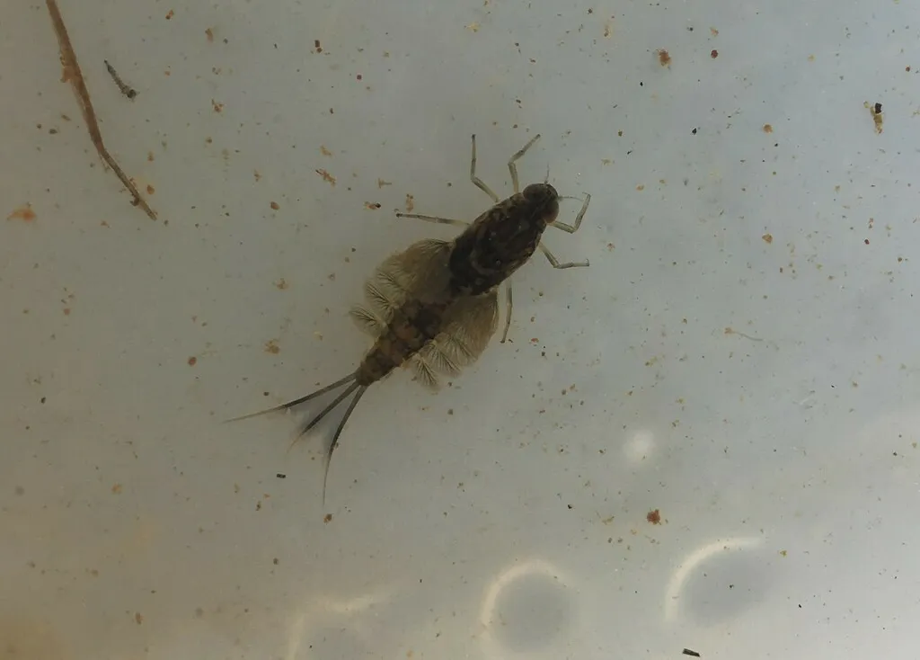 Siphlonurus flavidus - photo 2