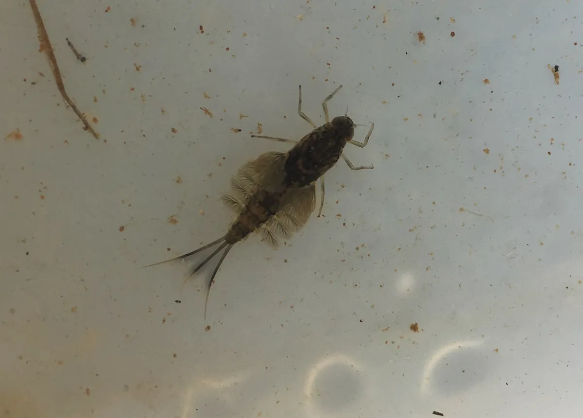 Siphlonurus flavidus - photo 3