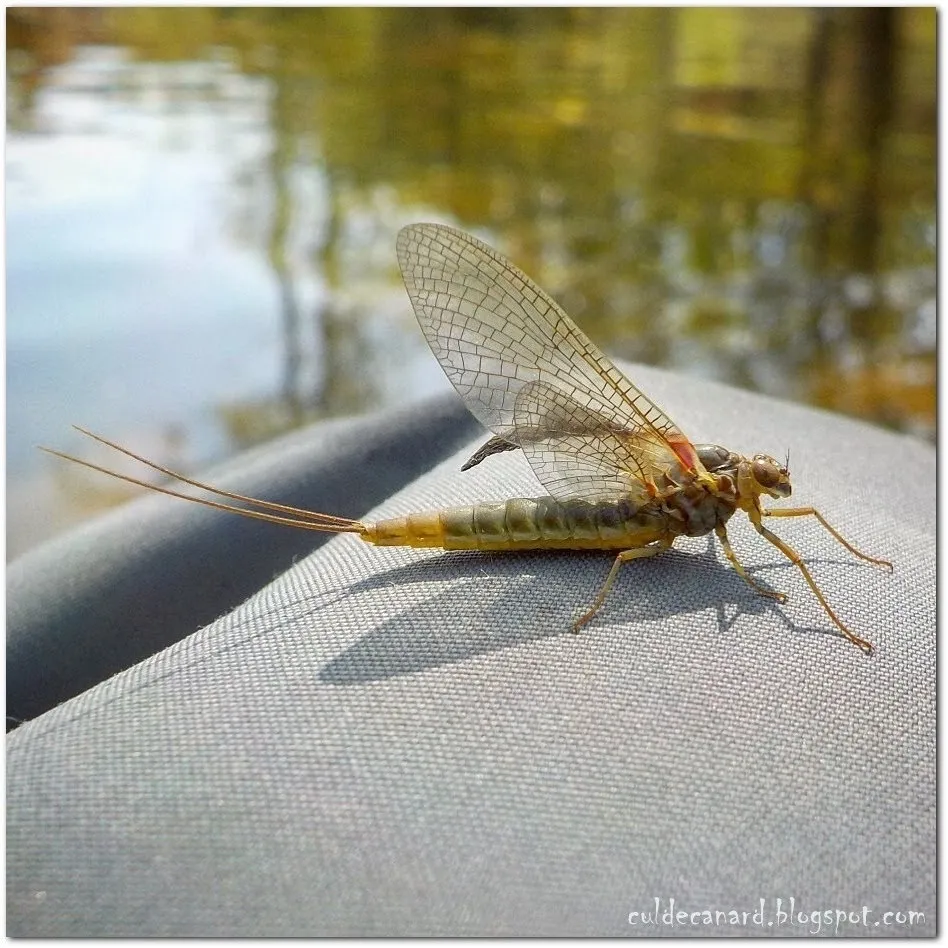 Siphlonurus hispanicus - photo 3