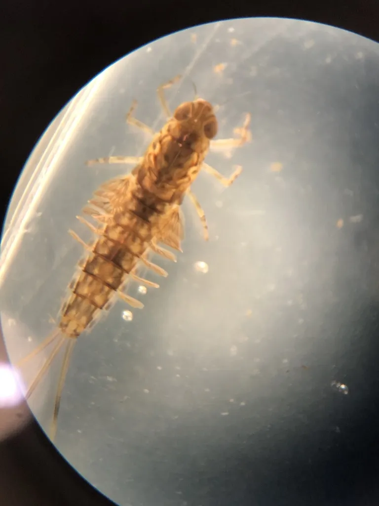 Summer Mayfly - photo 2