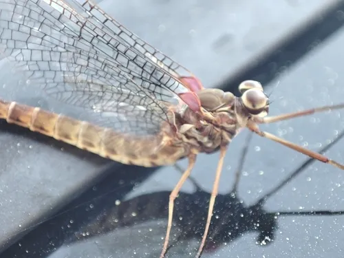 Siphlonurus lusoensis - Siphlonurus lusoensis