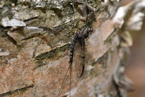 Siphlonurus marshalli