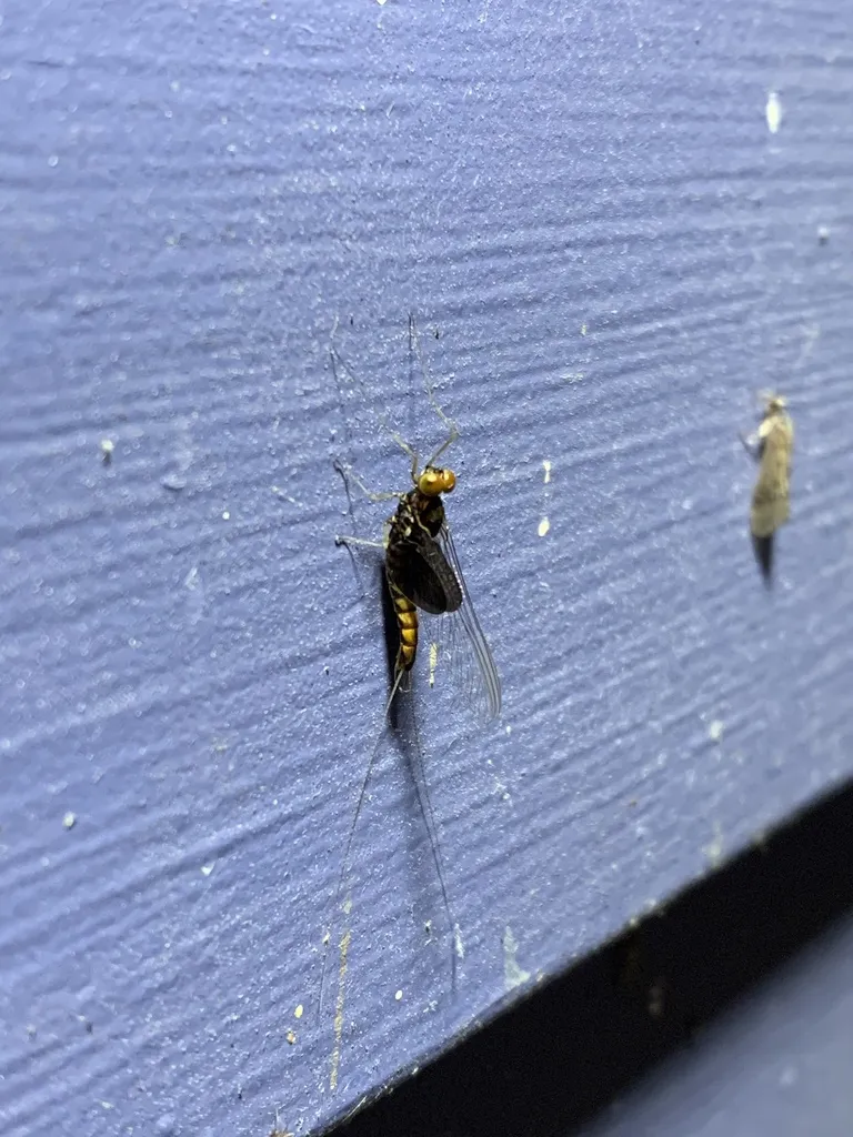 Siphlonurus mirus - photo 2