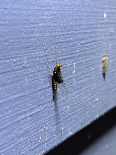 Siphlonurus mirus - photo 3
