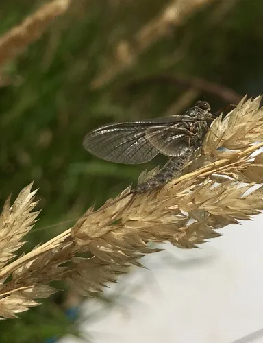Siphlonurus occidentalis