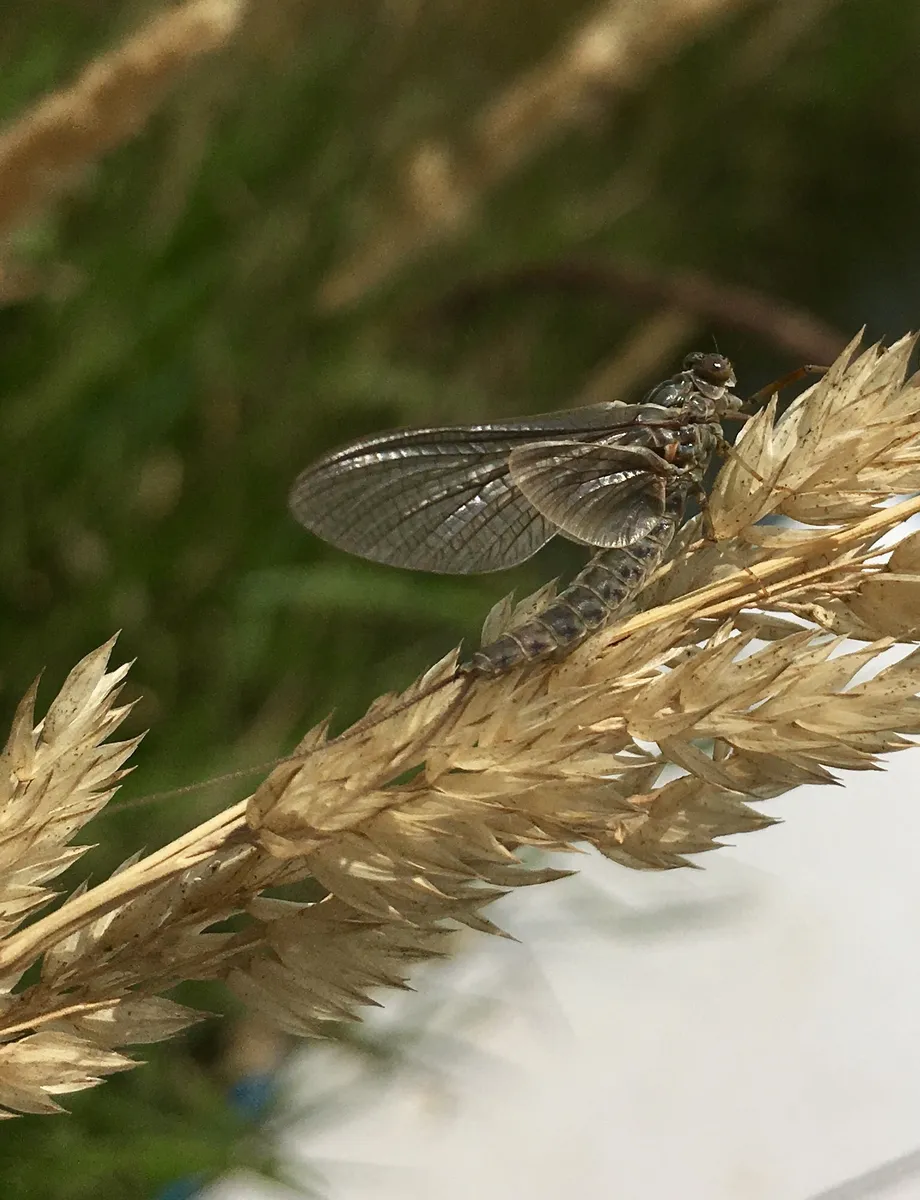 Siphlonurus occidentalis - photo 2