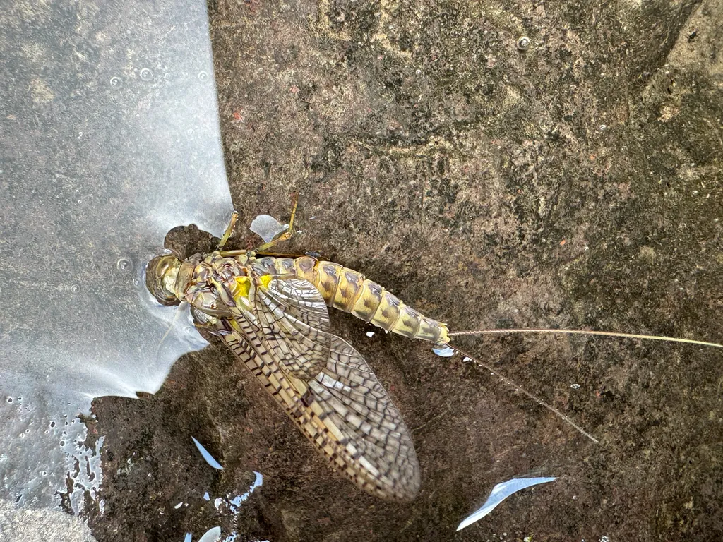 Siphlonurus orientalis - photo 2