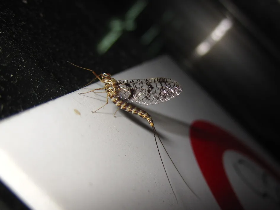 Siphlonurus palaearcticus - photo 2