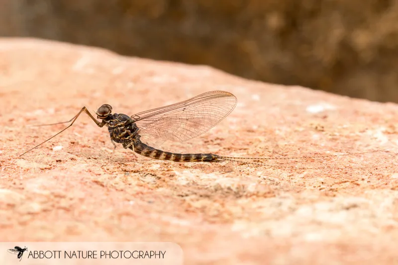 Siphlonurus quebecensis