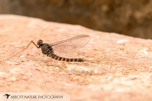 Siphlonurus quebecensis - photo 2