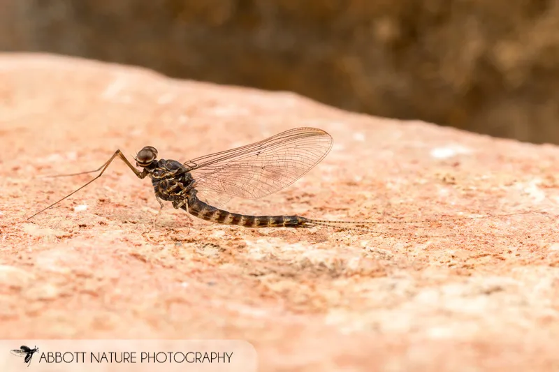 Siphlonurus quebecensis - photo 3
