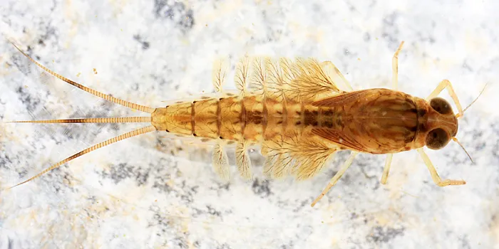 Siphlonurus rapidus