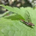 Siphlonurus spectabilis