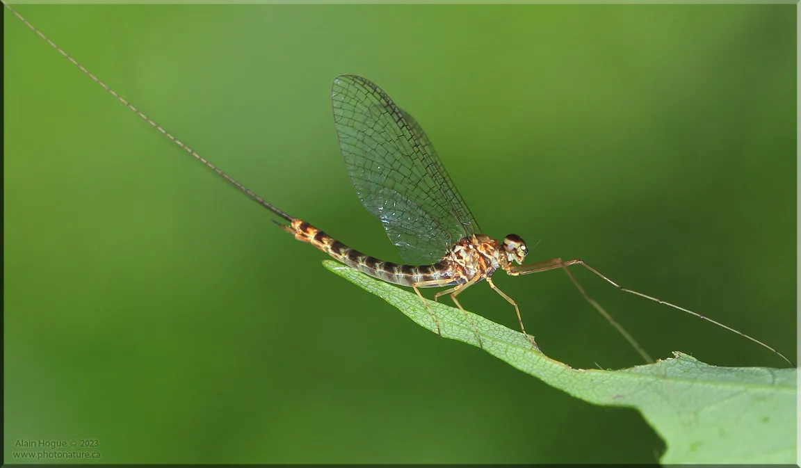 Siphlonurus typicus