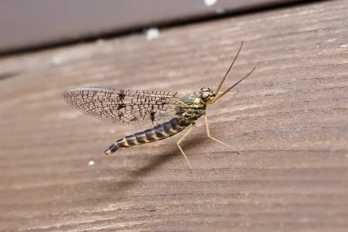 Siphlonurus yoshinoensis