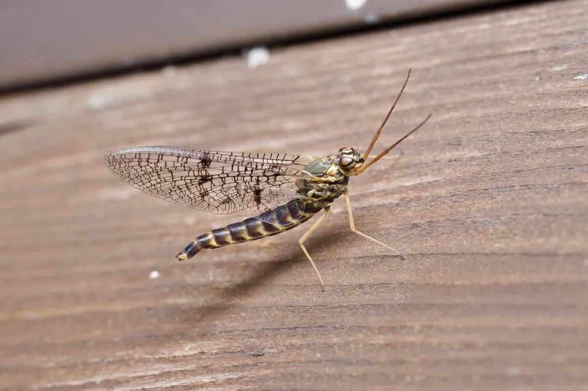 Siphlonurus yoshinoensis - photo 3