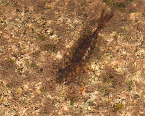 Siphluriscidae - Siphluriscidae