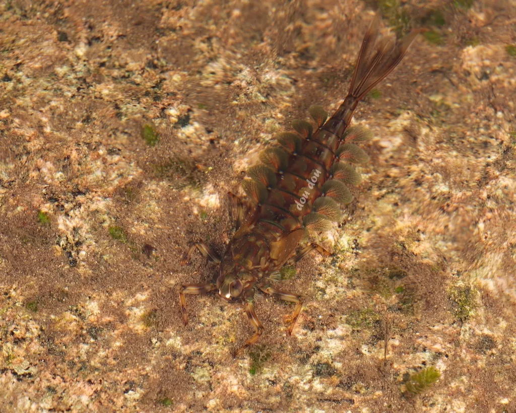 Siphluriscidae - photo 2
