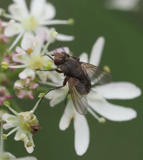 Siphona geniculata - Siphona geniculata
