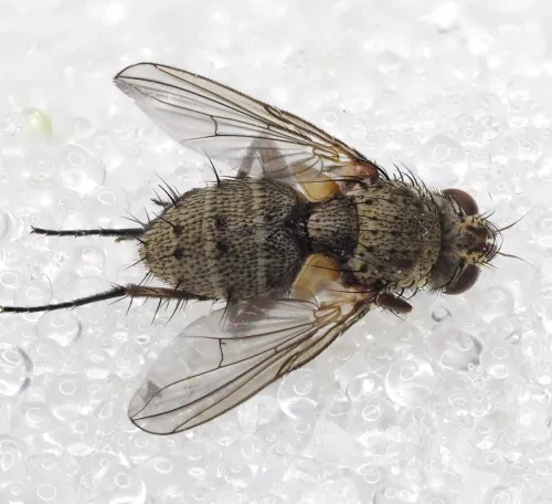 Siphona geniculata - photo 2
