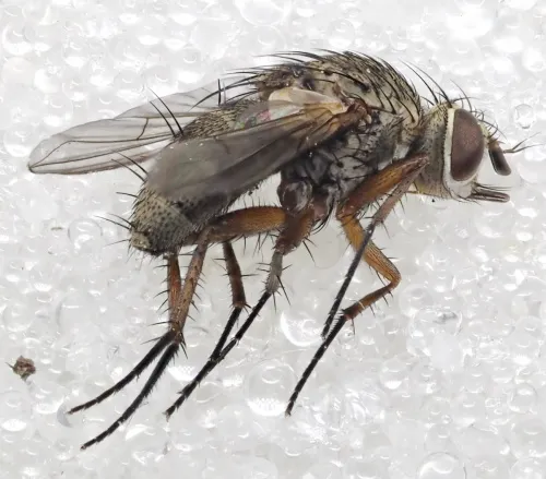 Siphona geniculata - photo 3