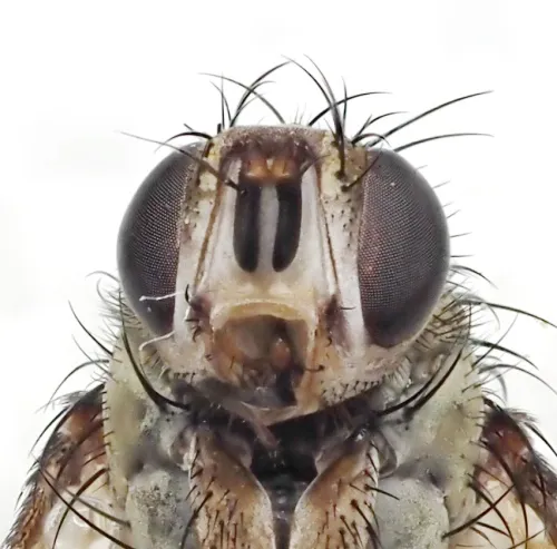 Siphona geniculata - photo 4