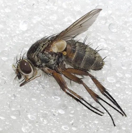 Siphona geniculata - photo 6