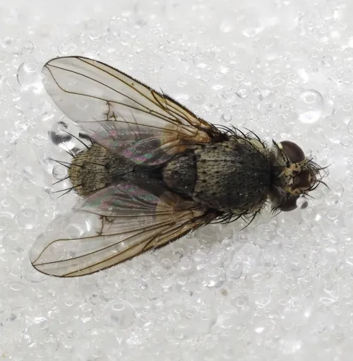 Siphona geniculata - photo 7