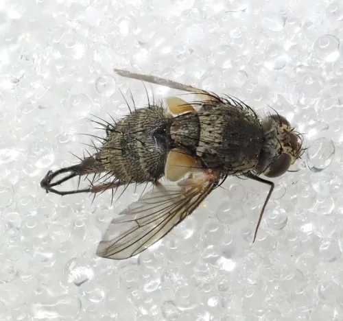 Siphona geniculata - photo 8