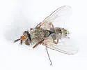 Siphona intrudens