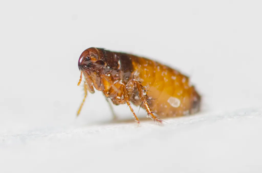 Fleas - photo 3