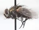 Siphosturmia phyciodis