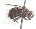 Siphosturmia phyciodis - photo 2