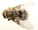 Siphosturmia phyciodis - photo 3