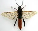 Sirex cyaneus