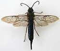 Sirex cyaneus - photo 2