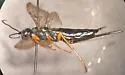 Sirex cyaneus - photo 3