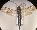 Sirex cyaneus - photo 4