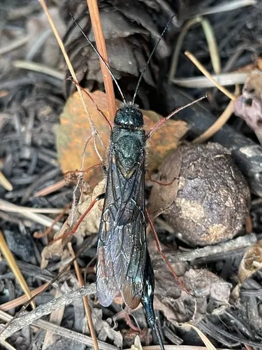 Sirex longicauda - photo 2