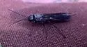 Sirex nigricornis