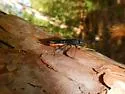 Sirex nigricornis - photo 2