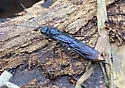 Sirex nigricornis - photo 3