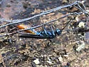 Sirex nigricornis - photo 4