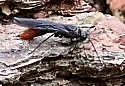 Sirex nigricornis - photo 5