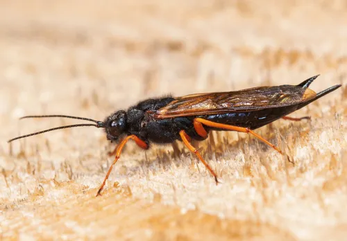 European Woodwasp