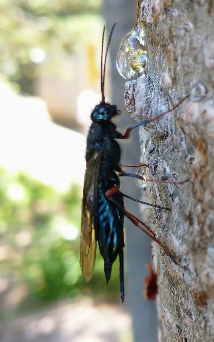 Sirex varipes - photo 3