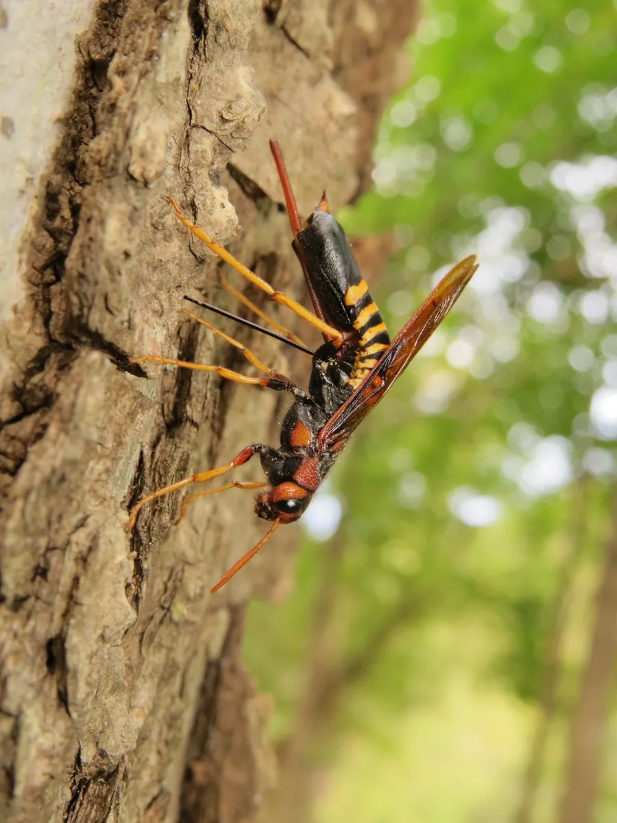 Horntail Wasps - photo 2